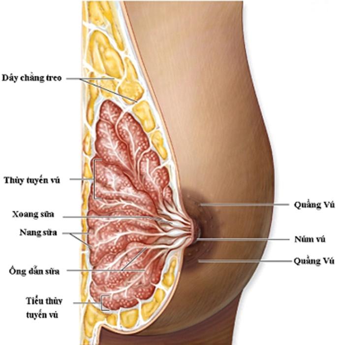 Dấu hiệu áp xe tuyến vú trên siêu âm